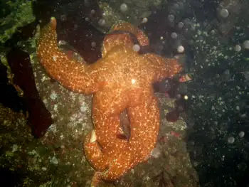 Mottled Star
