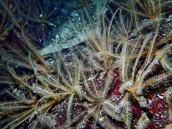 Northwest Feather Stars