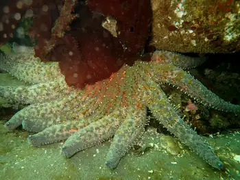 Sunflower Star