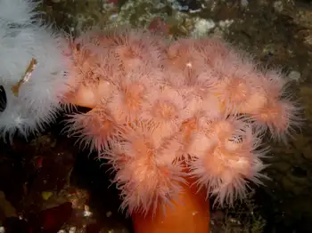 Metridium Anemone