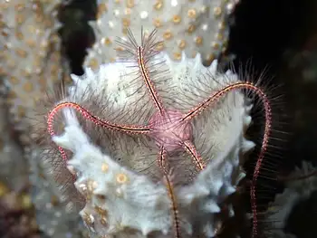 Sponge Brittle Star