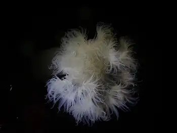 Metridium Anemone