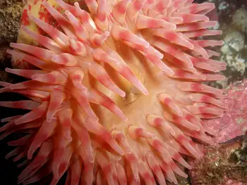 Painted Anemone