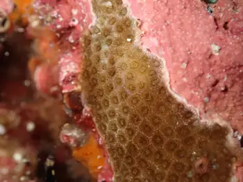 Coral