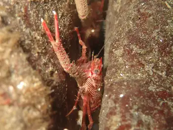 Squat Lobster