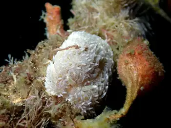 Shaggy Mouse Nudibranch