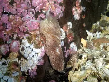 shaggy mouse nudibranch