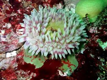 Painted Anemone