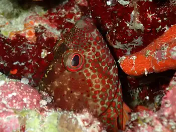 blackfin grouper