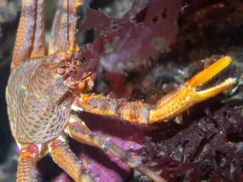 Scaled Crab
