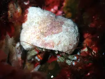 Bering Hermit Crab