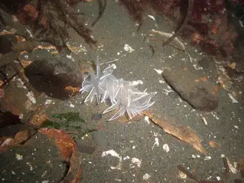 Alabaster Nudibranch