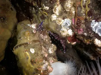 Sparkling Shrimp