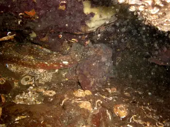 Red Octopus
