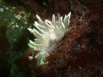 Alabaster Nudibranch