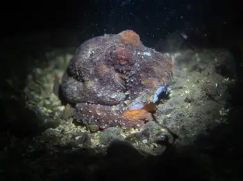 Red Octopus