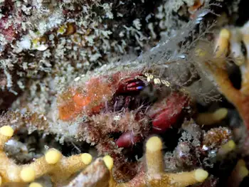 Graceful Decorator Crab