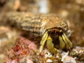 Grainyhand Hermit Crab