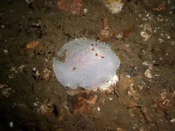 Nanaimo Nudibranch