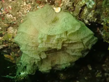 Eggs Nudibranch