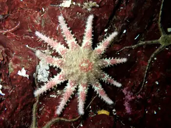 Rose Star