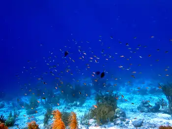Fish