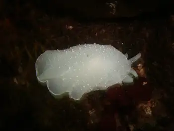 California Berthella