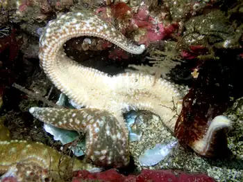 Ochre Star