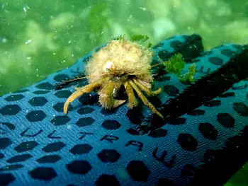 Greenmark Hermit Crab