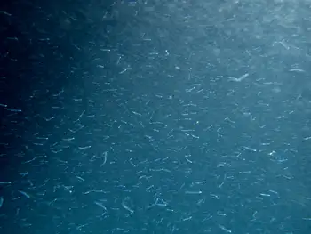 Plankton
