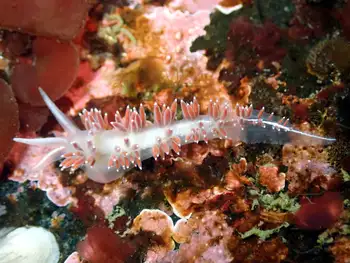 Red Gilled Nudibranch