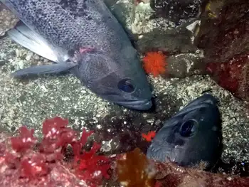 Black Rockfish