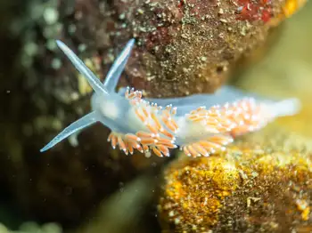 Red Gilled Nudibranch
