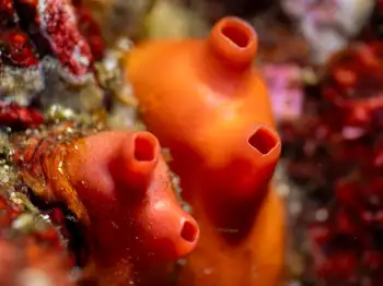 broadbase tunicate