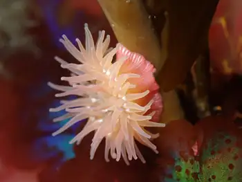 Brooding Anemone