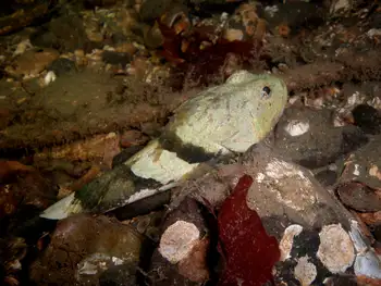 Great Sculpin
