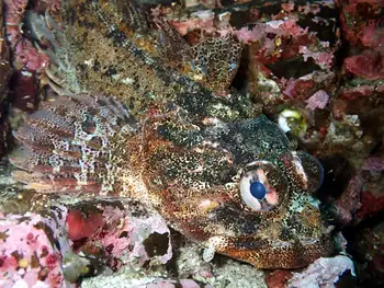 Red Irish Lord Sculpin