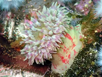 Painted Anemone