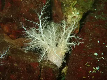 Pale Sea Cucumber