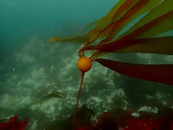 Bull Kelp