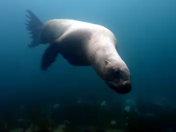 California Sea Lion