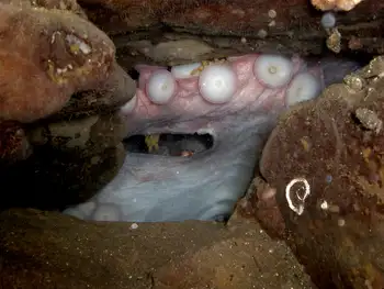 Eggs Giant Pacific Octopus