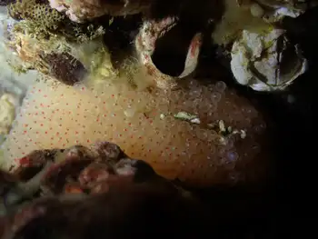 Eggs Fish