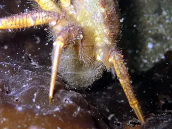 eggs helmet crab