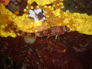 Longfin Sculpin
