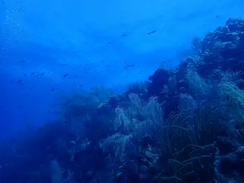 Coral