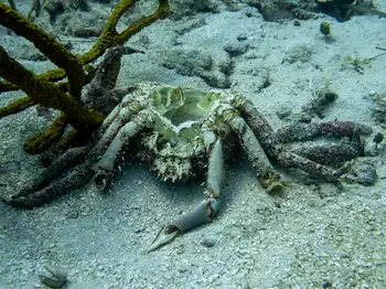 Channel Clinging Crab