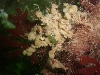 Graceful Decorator Crab