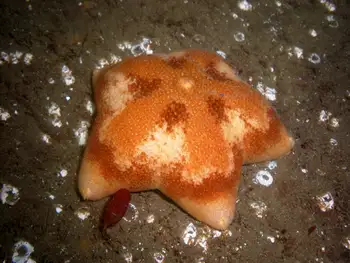 Slime Star