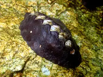 black leather chiton